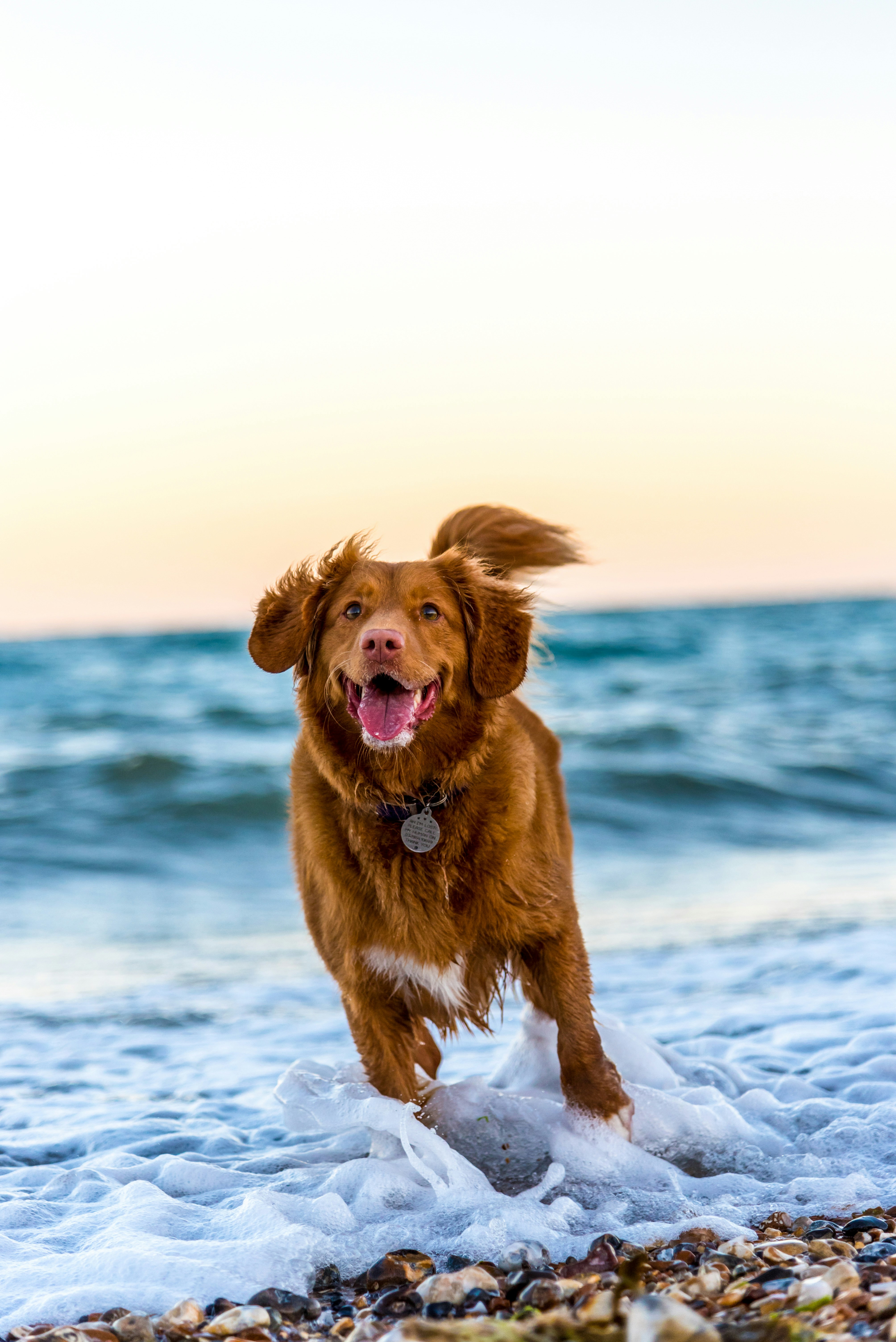 Dogfish fishing carter - Back View